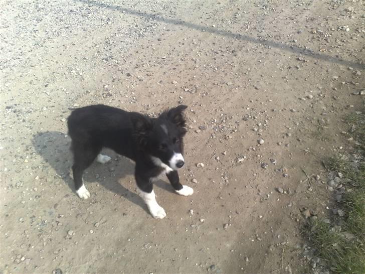 Border collie be my magtic (makker) billede 18