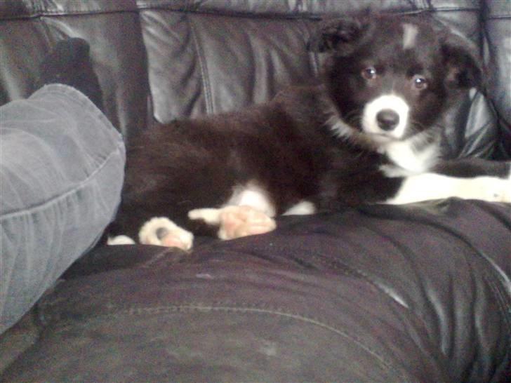 Border collie be my magtic (makker) billede 19