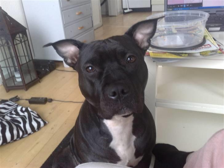 Amerikansk staffordshire terrier bine R.I.P. - skønne pige billede 2