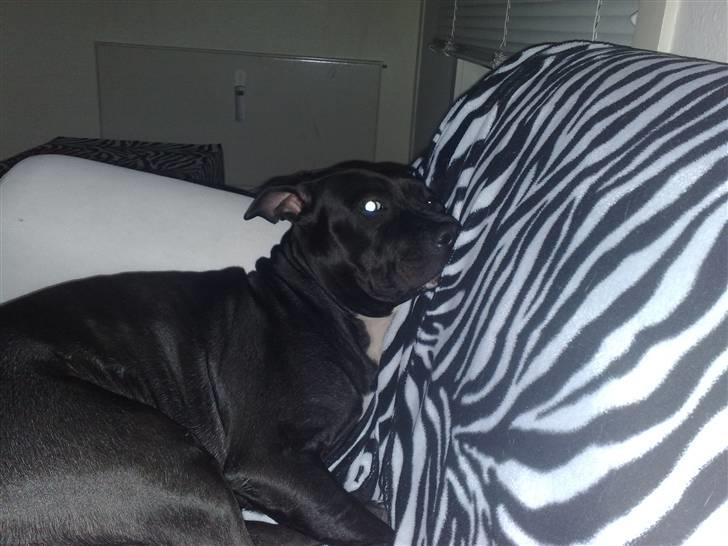 Amerikansk staffordshire terrier bine R.I.P. billede 3