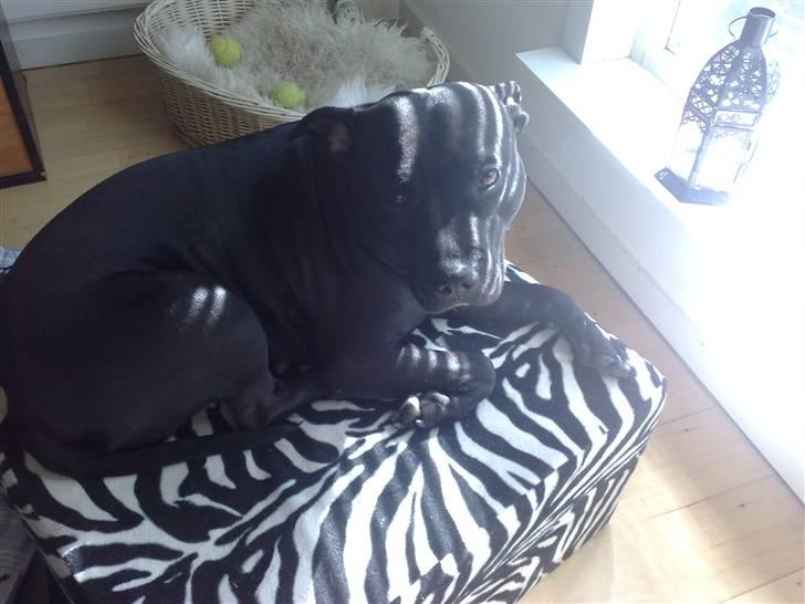 Amerikansk staffordshire terrier bine R.I.P. - her ka man da lige slikke lidt sol billede 4