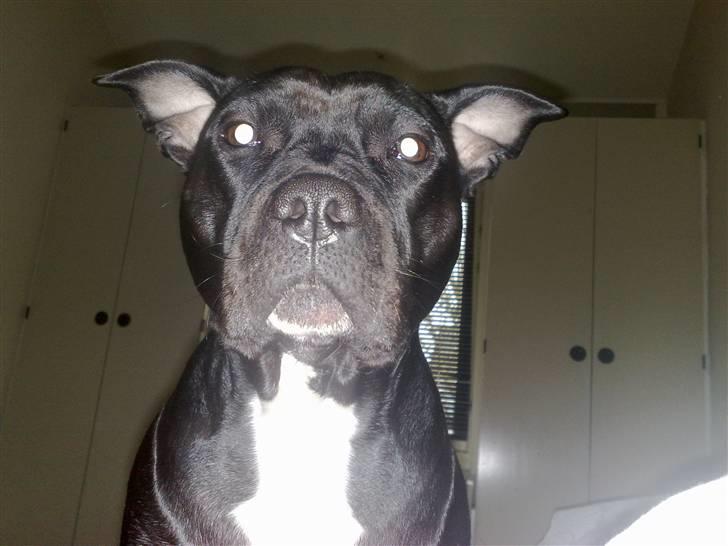 Amerikansk staffordshire terrier bine R.I.P. billede 5