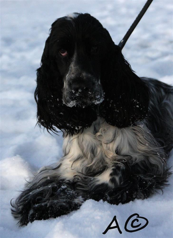 Cocker spaniel Castello - Mmh, sne ! Fantastisk opfindelse ! billede 14