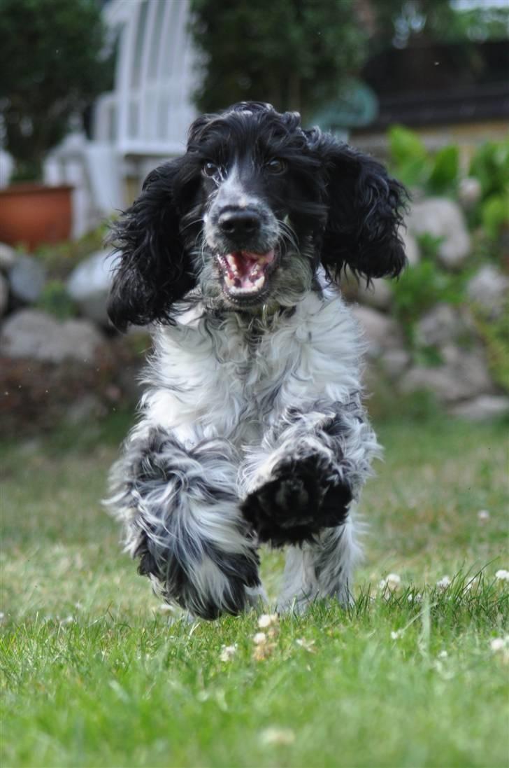 Cocker spaniel Castello - Fåret 6 måneder (; billede 15