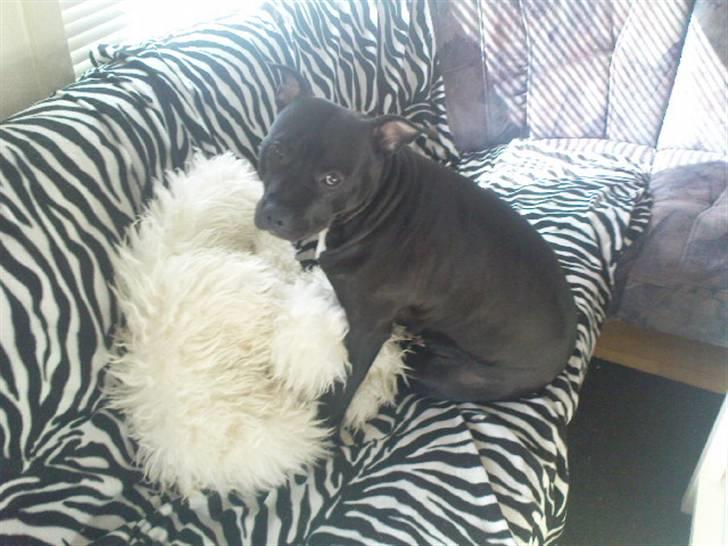 Amerikansk staffordshire terrier bine R.I.P. billede 7