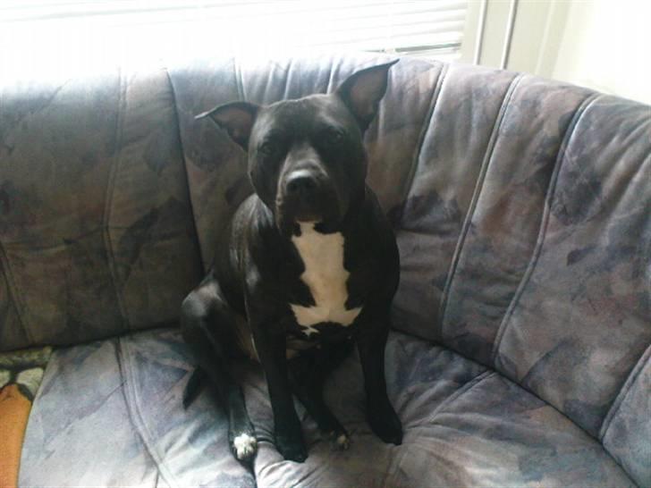 Amerikansk staffordshire terrier bine R.I.P. billede 16