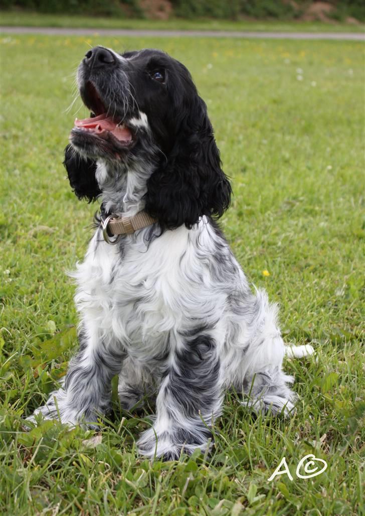 Cocker spaniel Castello - Castello 17 uger billede 16