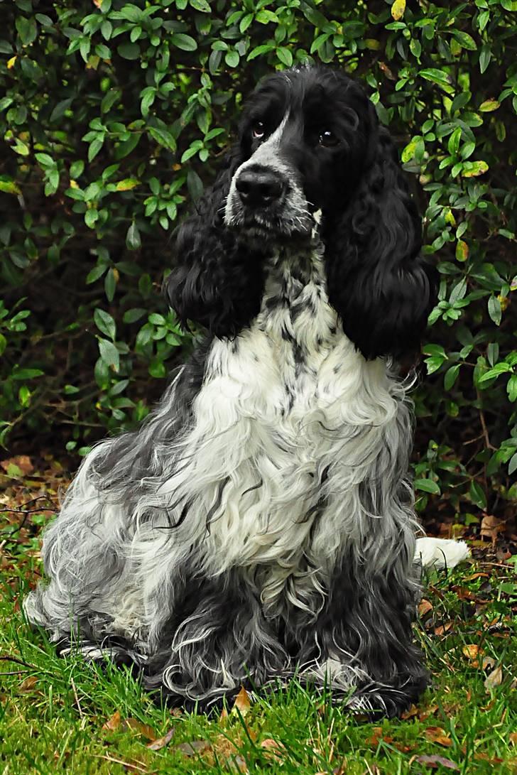 Cocker spaniel Castello - " må jeg snart bevæge mig??" billede 17