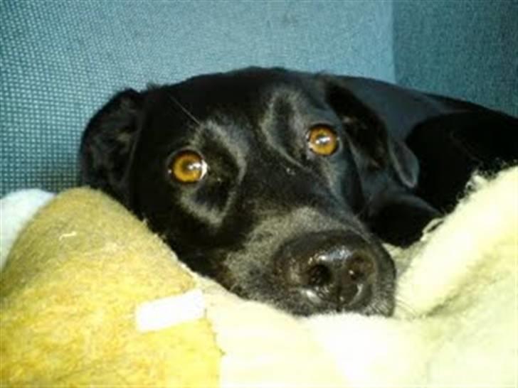 Labrador retriever Clara billede 1