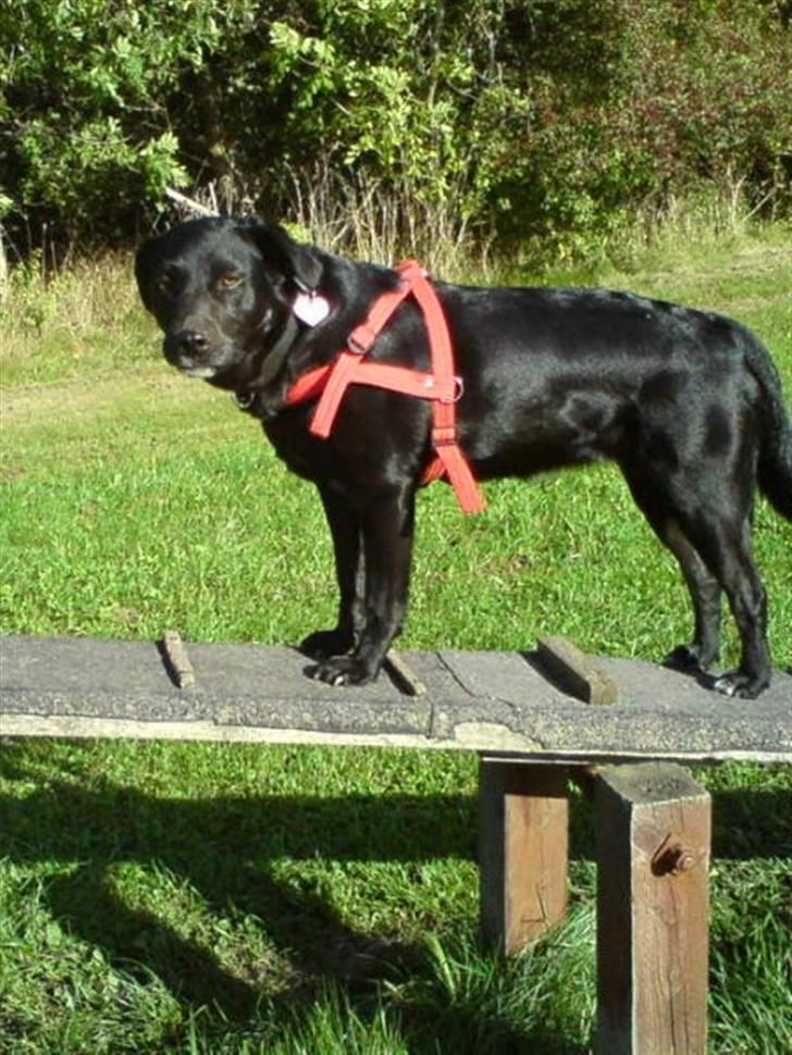 Labrador retriever Clara - Clara på agility banen billede 2