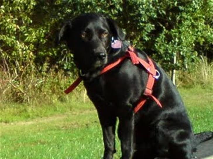 Labrador retriever Clara - Er jeg ikke bare fin med min røde sele? billede 3