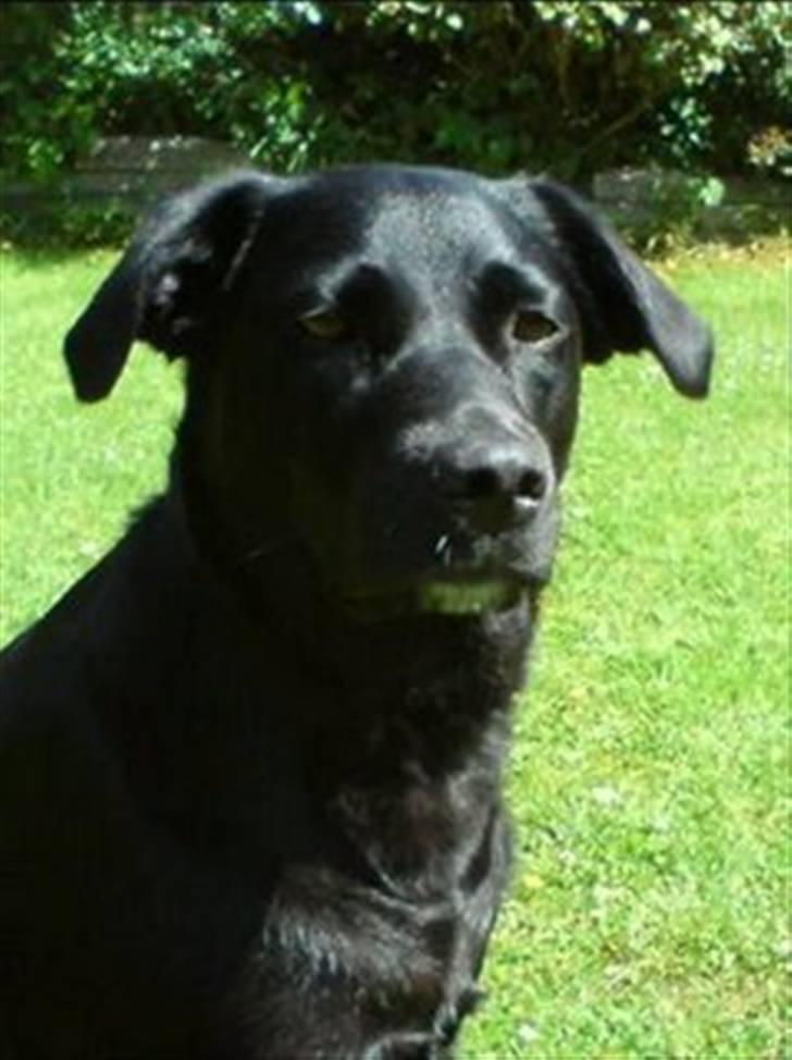 Labrador retriever Clara billede 4