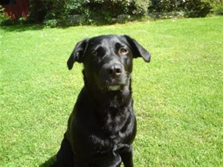 Labrador retriever Clara billede 5