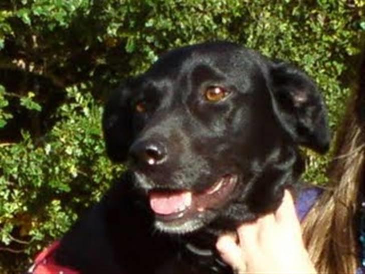 Labrador retriever Clara billede 6