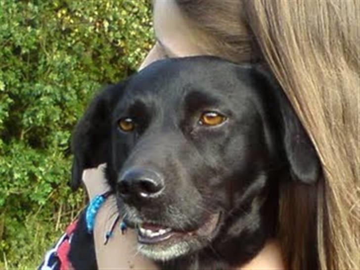 Labrador retriever Clara billede 7