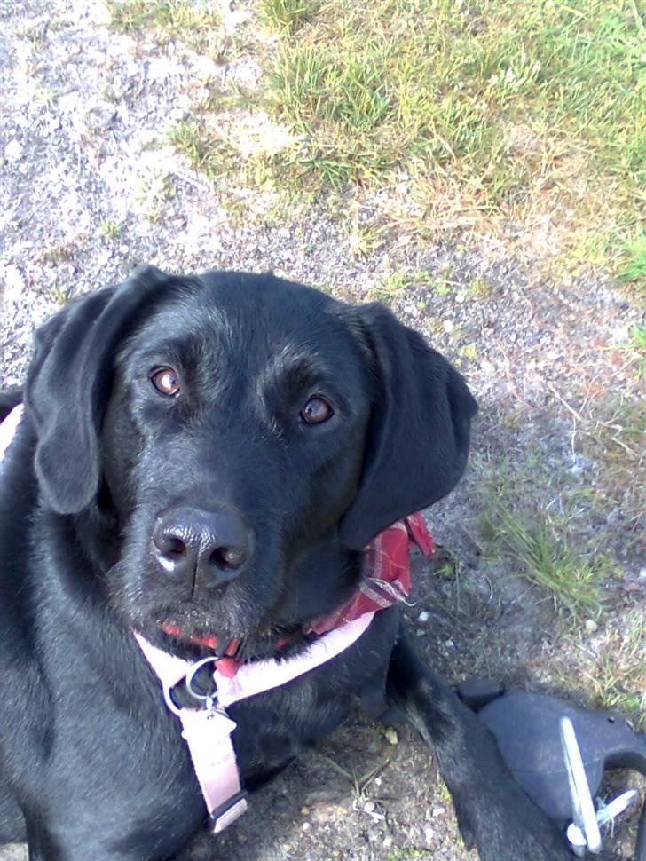 Blanding af racer | Sille | Tricks hunden** billede 5