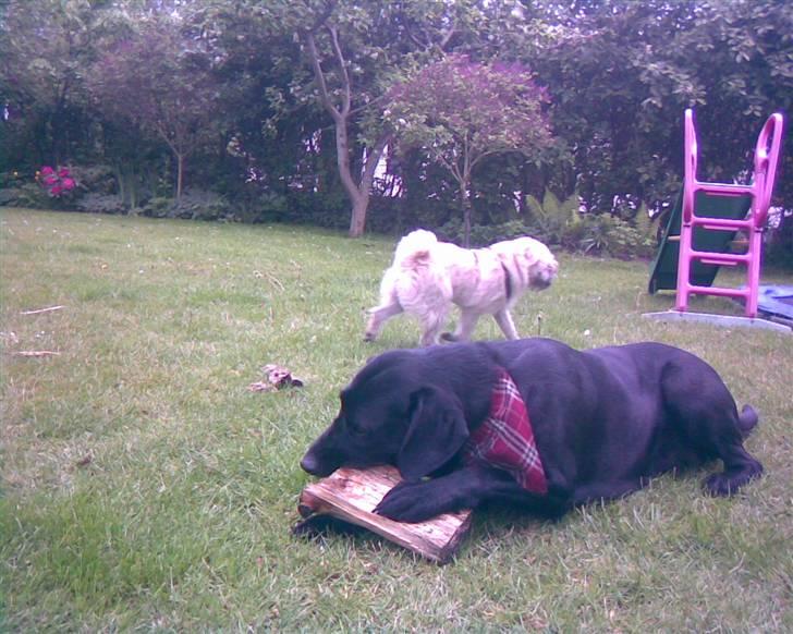 Blanding af racer | Sille | Tricks hunden** - Sille og i baggrunden løber Buller :) billede 6