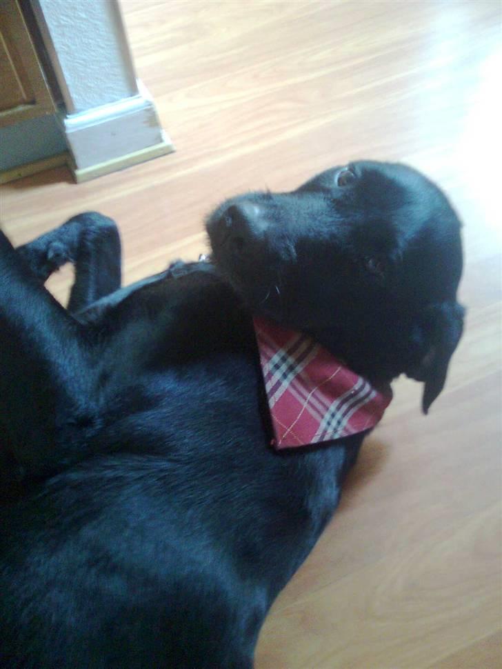 Blanding af racer | Sille | Tricks hunden** - Der er fart på! billede 7