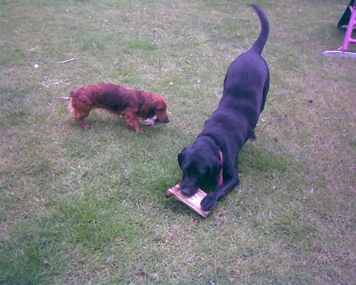 Blanding af racer | Sille | Tricks hunden** - Sille elsker sit træ-stykke billede 9