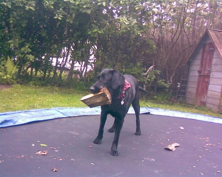 Blanding af racer | Sille | Tricks hunden** - Har jeg gjort noget et forkert? =( Hehe :) billede 10