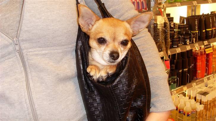 Chihuahua jessica billede 13