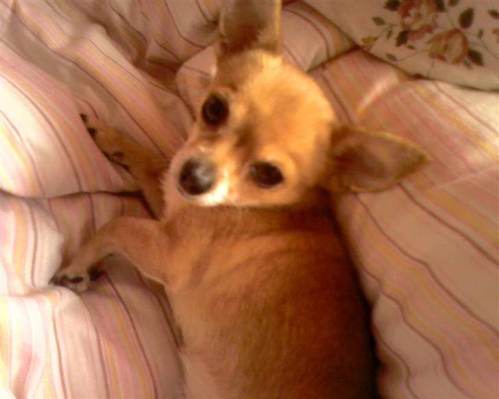 Chihuahua jessica billede 14