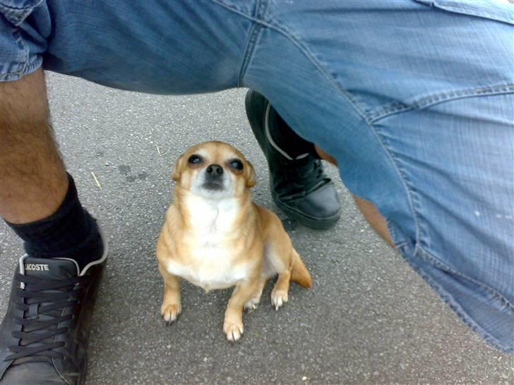 Chihuahua jessica billede 15