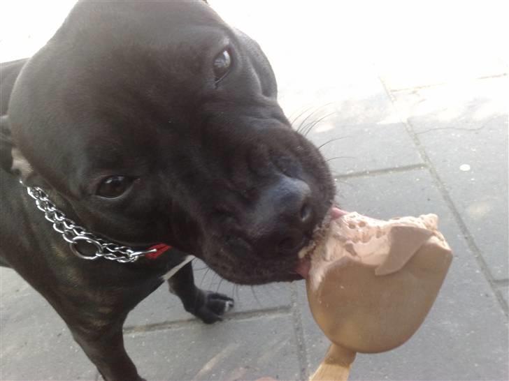 Amerikansk staffordshire terrier bine R.I.P. - dejligt med lidt kold is nu det så varmt billede 8