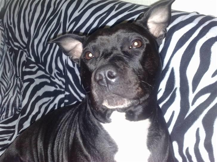 Amerikansk staffordshire terrier bine R.I.P. billede 9