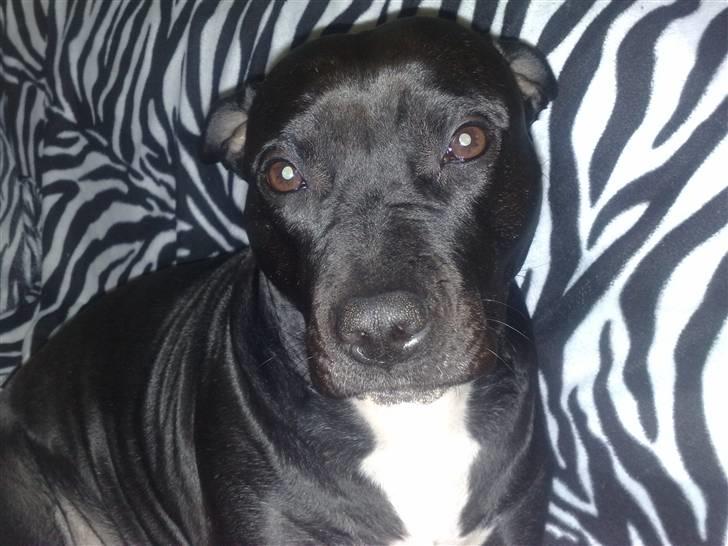 Amerikansk staffordshire terrier bine R.I.P. billede 10