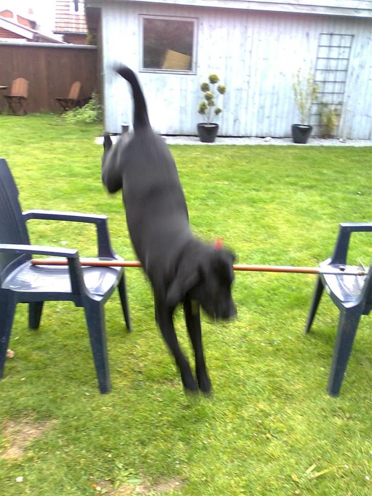 Blanding af racer | Sille | Tricks hunden** billede 12