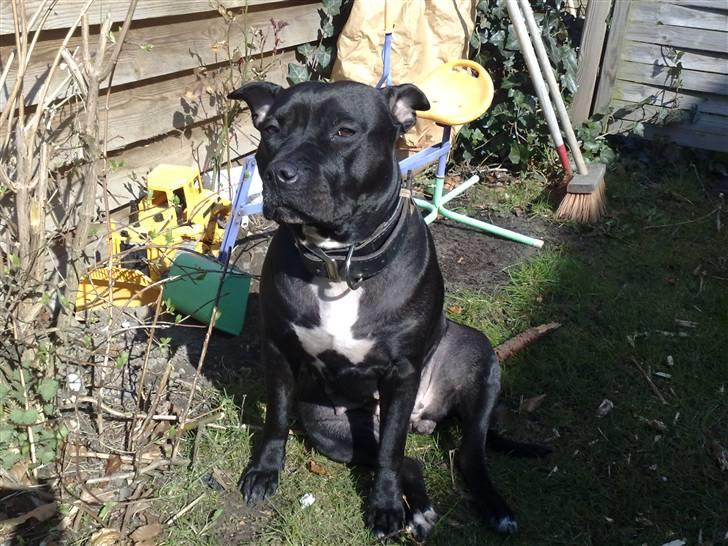 Amerikansk staffordshire terrier bine R.I.P. billede 11