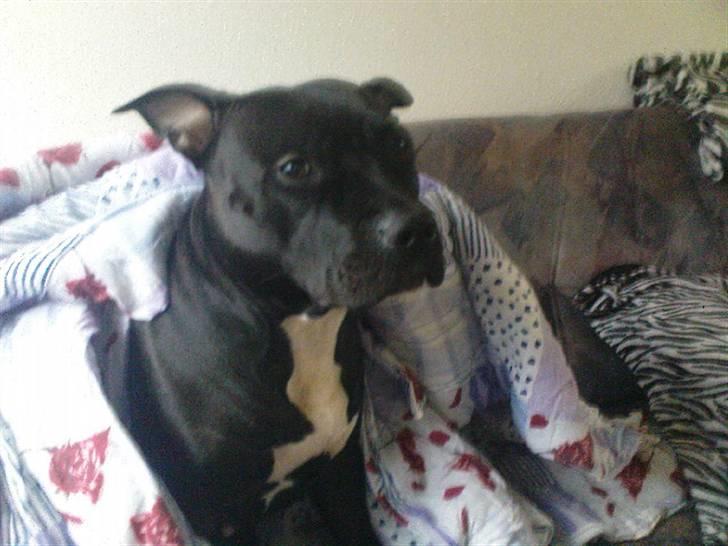 Amerikansk staffordshire terrier bine R.I.P. billede 12