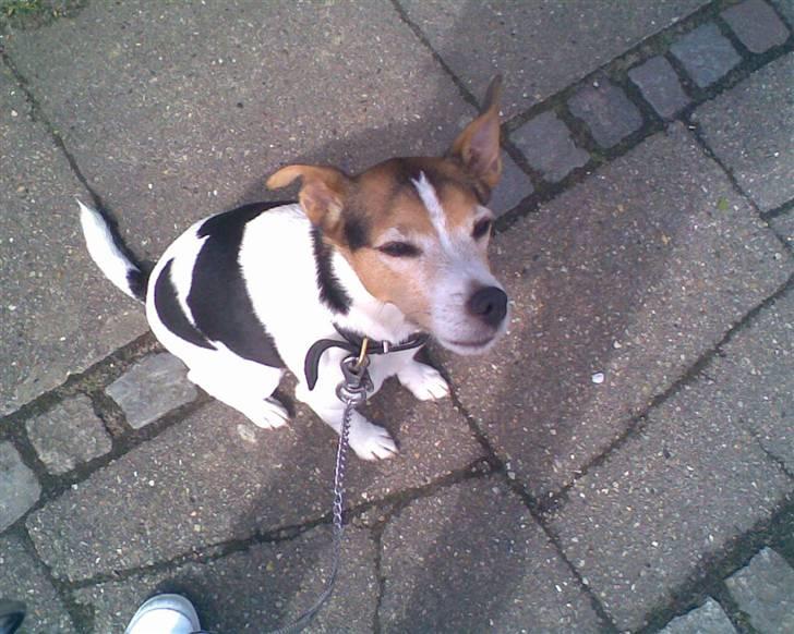 Jack russell terrier | Ubjergs Asterix  - Hej   ;) billede 9