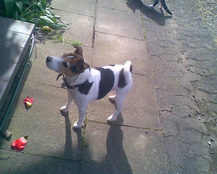 Jack russell terrier | Ubjergs Asterix  billede 10
