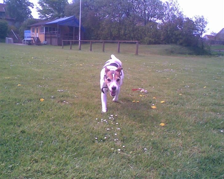 Jack russell terrier | Ubjergs Asterix  - Nu kommer jeg!  billede 11