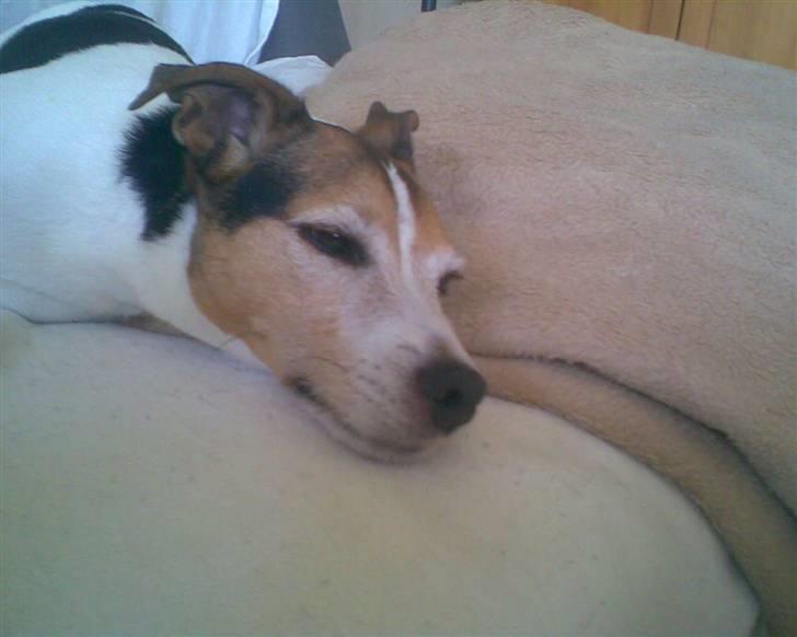 Jack russell terrier | Ubjergs Asterix  - Ja nogle gange så må man altså også bare sove! :D billede 12