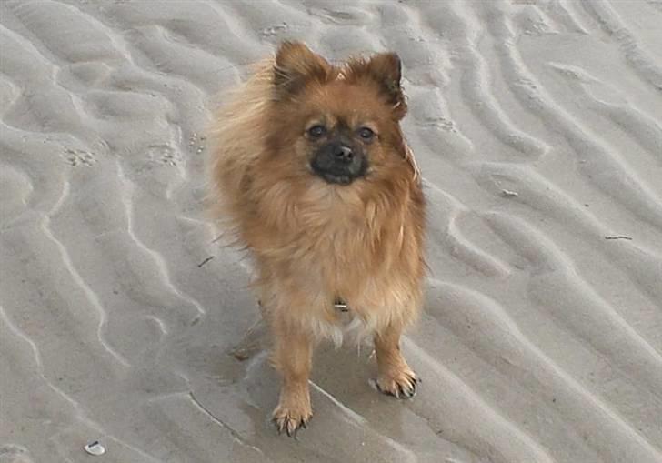 Blanding af racer Gizmo billede 1