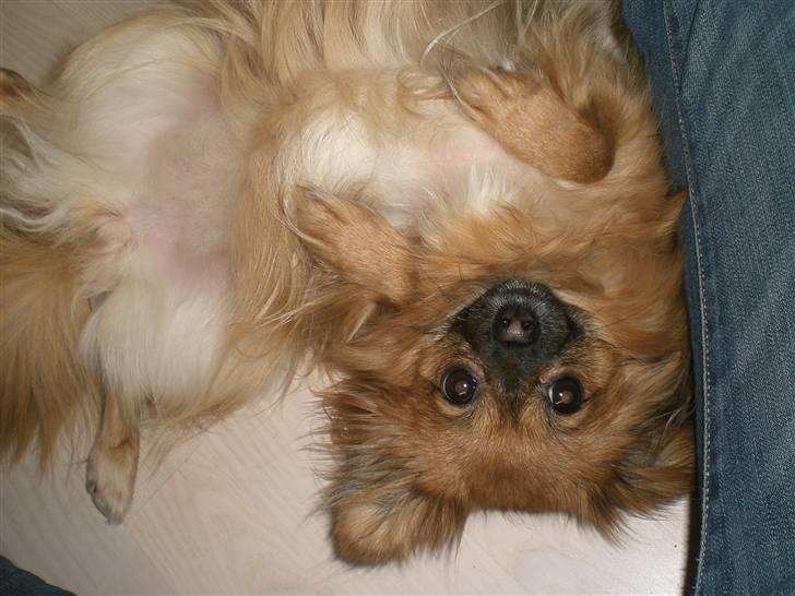 Blanding af racer Gizmo billede 2