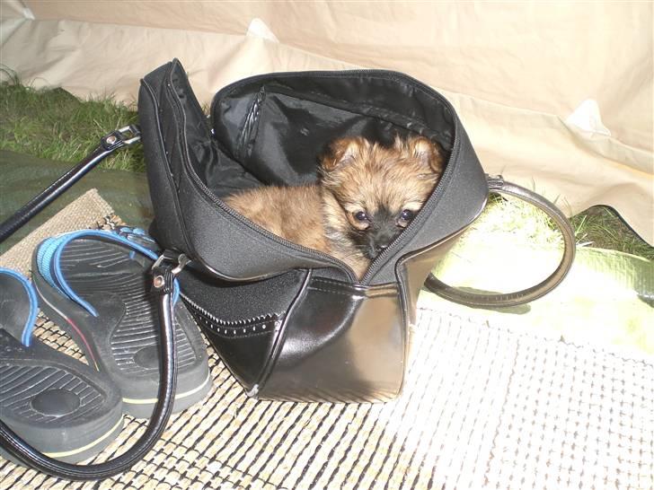 Blanding af racer Gizmo billede 3