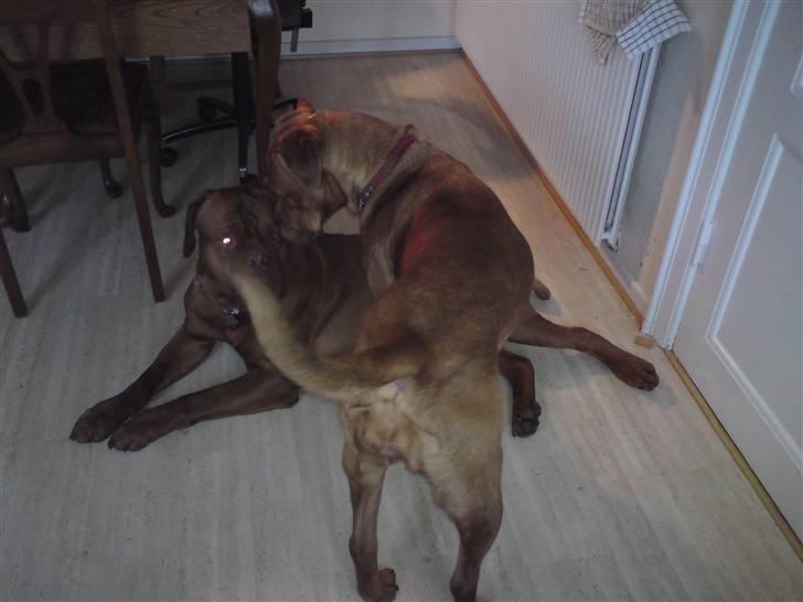 Dogue de bordeaux Bordeaux billede 2