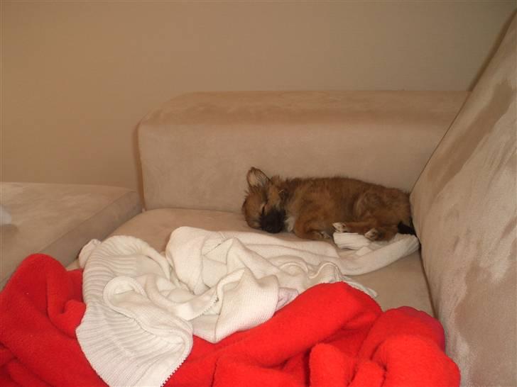 Blanding af racer Gizmo billede 4