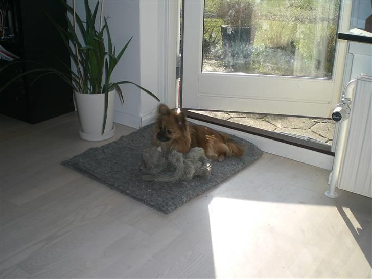 Blanding af racer Gizmo billede 5