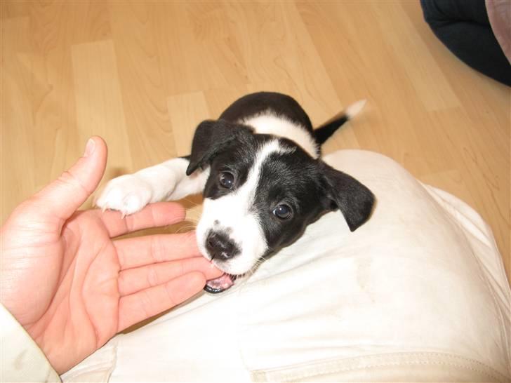 Blanding af racer Nila - hos nye ejere billede 2