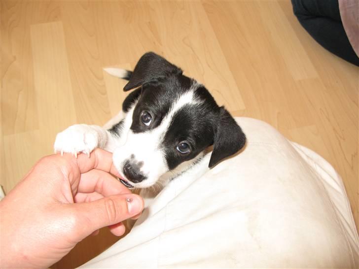 Blanding af racer Nila - hos nye ejere billede 3