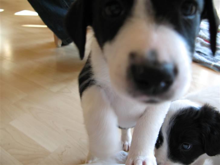 Blanding af racer Nila - hos nye ejere billede 4