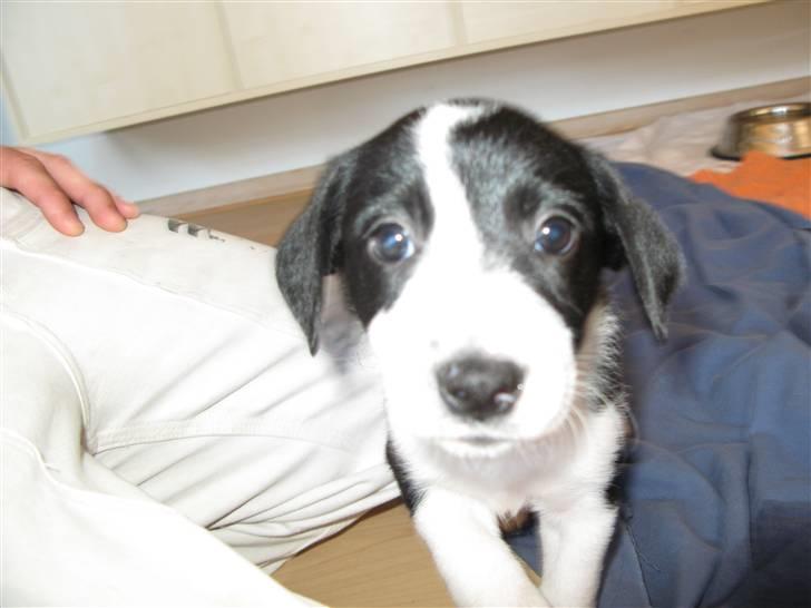 Blanding af racer Nila - hos nye ejere billede 5