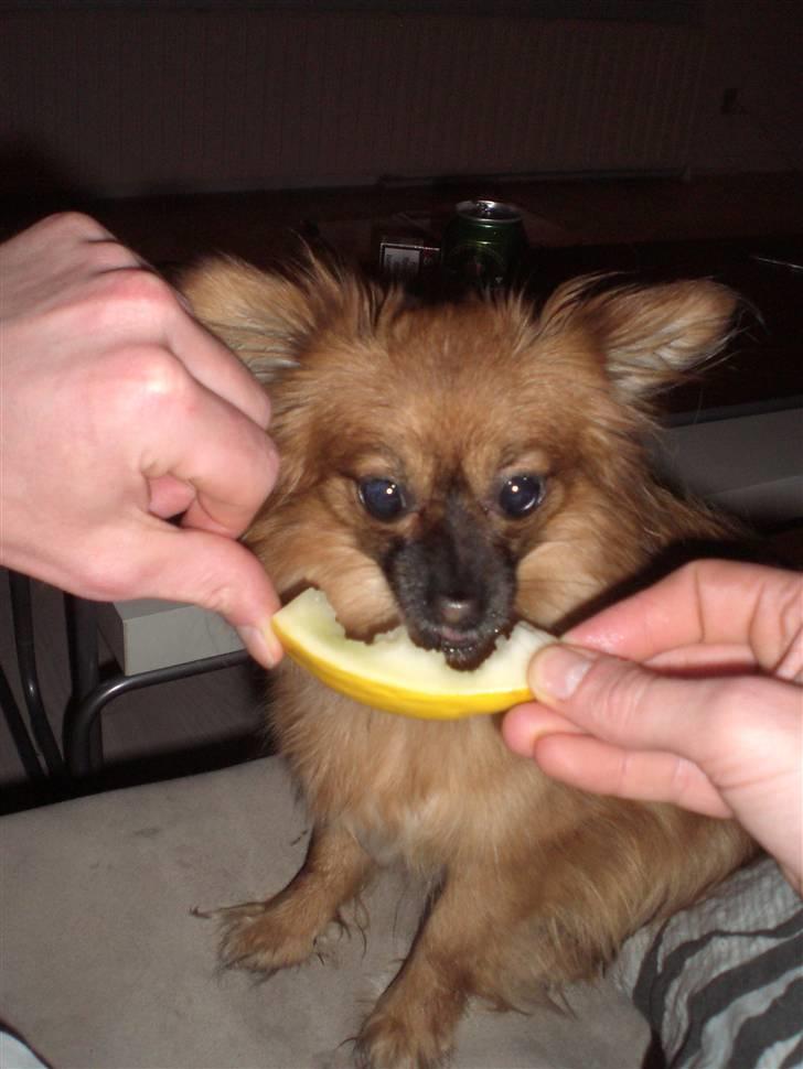 Blanding af racer Gizmo billede 6