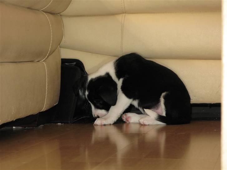 Blanding af racer Nila - hos nye ejere billede 6