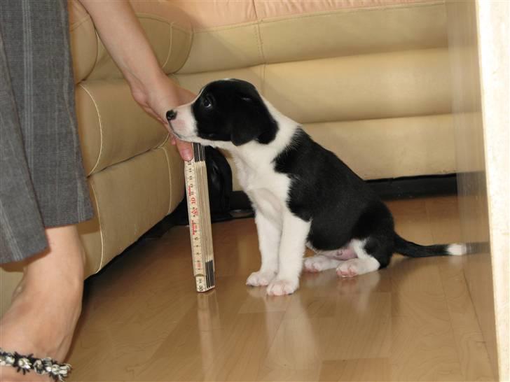 Blanding af racer Nila - hos nye ejere billede 7